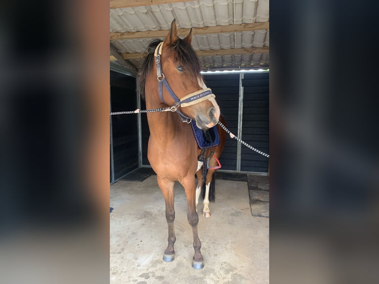 Welsh D (Cob) Gelding 5 years 14,2 hh Brown in Zutphen