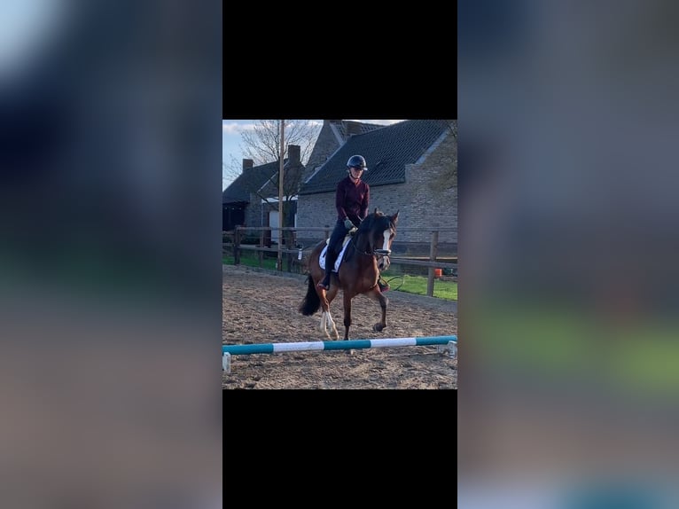 Welsh D (Cob) Gelding 5 years 14,2 hh Brown in Zutphen