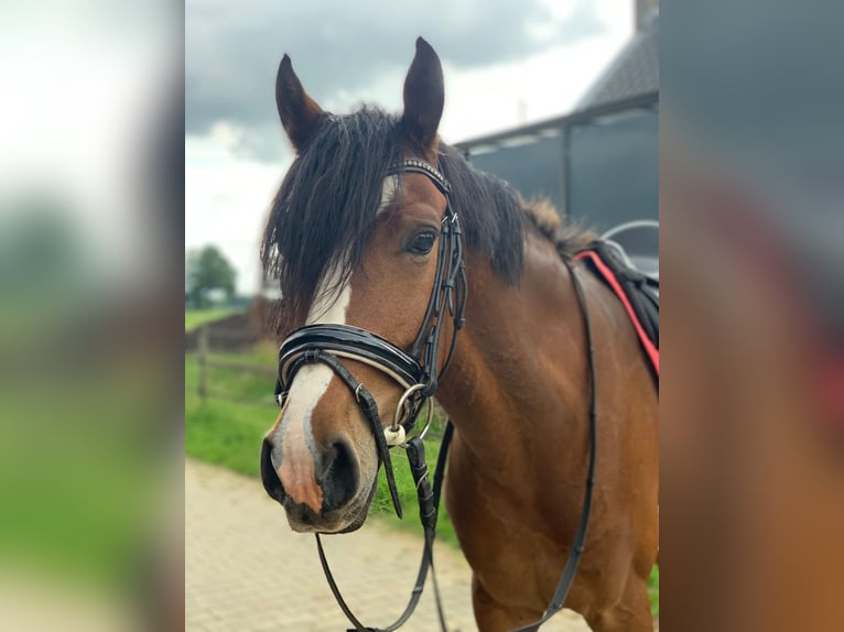 Welsh D (Cob) Gelding 5 years 14,2 hh Brown in Zutphen