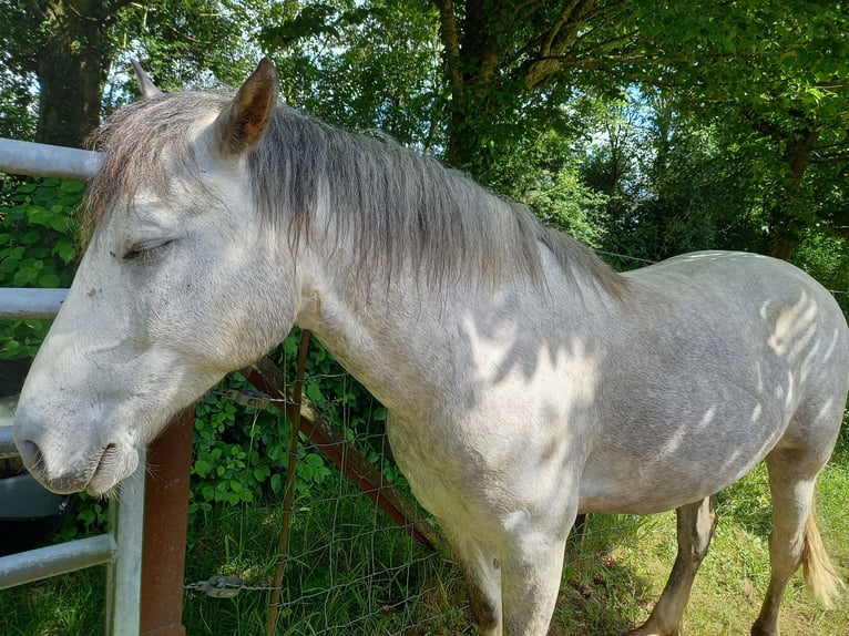 Welsh D (Cob) Gelding 5 years 14,2 hh Gray in OBIES