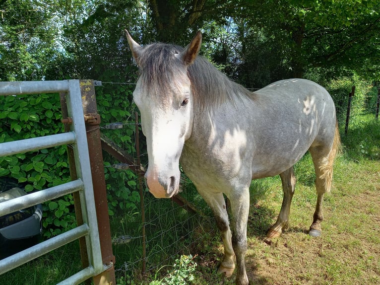 Welsh D (Cob) Gelding 5 years 14,2 hh Gray in OBIES