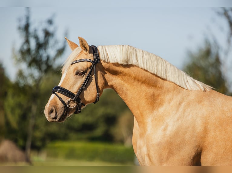 Welsh D (Cob) Gelding 5 years 14,2 hh Palomino in Benthuizen