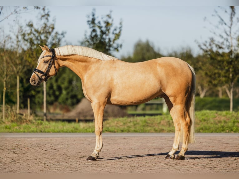 Welsh D (Cob) Gelding 5 years 14,2 hh Palomino in Benthuizen