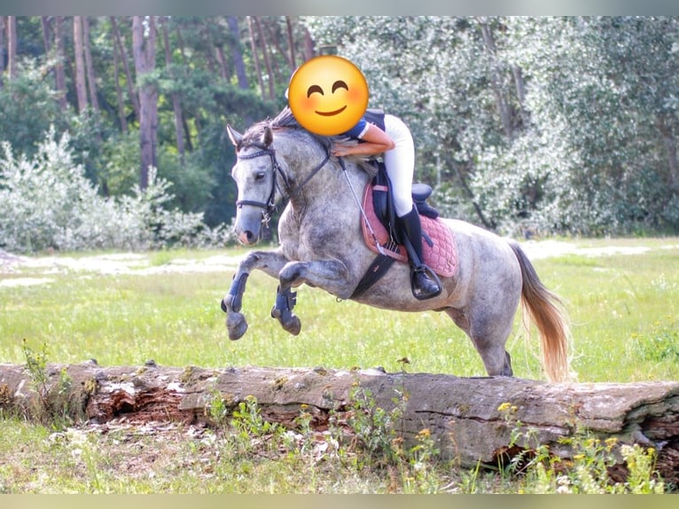 Welsh D (Cob) Gelding 5 years 14 hh Gray in Wągrowiec