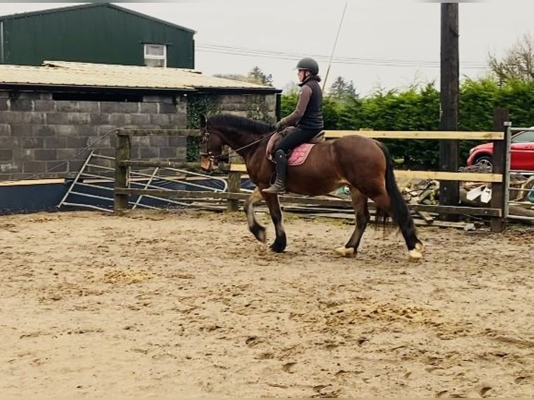 Welsh D (Cob) Gelding 5 years 15,1 hh Brown in Sligo