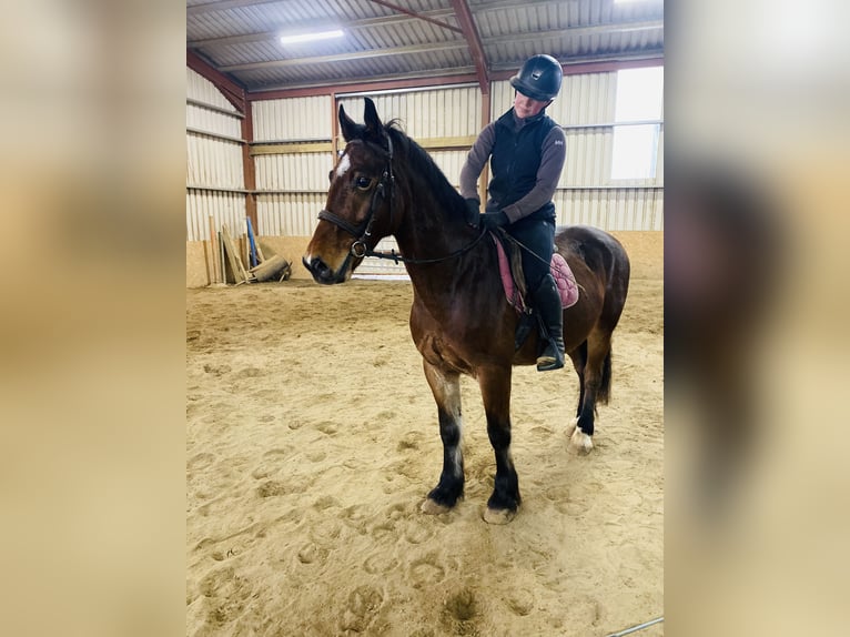 Welsh D (Cob) Gelding 5 years 15,1 hh Brown in Sligo