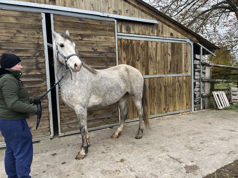 Welsh D (Cob) Gelding 5 years 15,1 hh Gray in OBIES