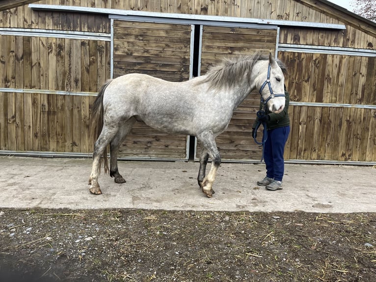 Welsh D (Cob) Gelding 5 years 15,1 hh Gray in OBIES