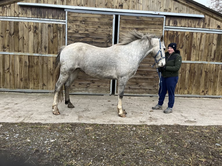 Welsh D (Cob) Gelding 5 years 15,1 hh Gray in OBIES