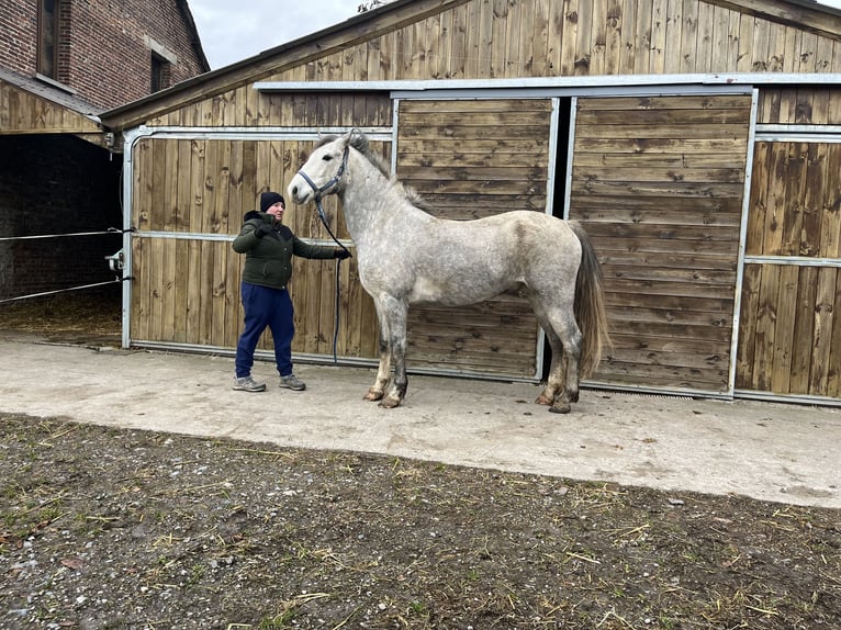 Welsh D (Cob) Gelding 5 years 15,1 hh Gray in OBIES