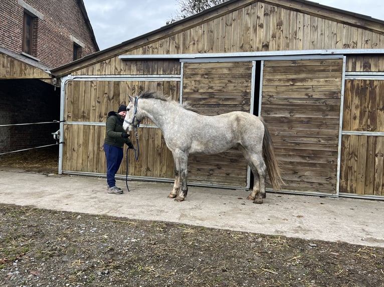 Welsh D (Cob) Gelding 5 years 15,1 hh Gray in OBIES