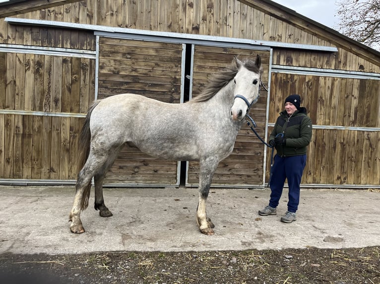 Welsh D (Cob) Gelding 5 years 15,1 hh Gray in OBIES