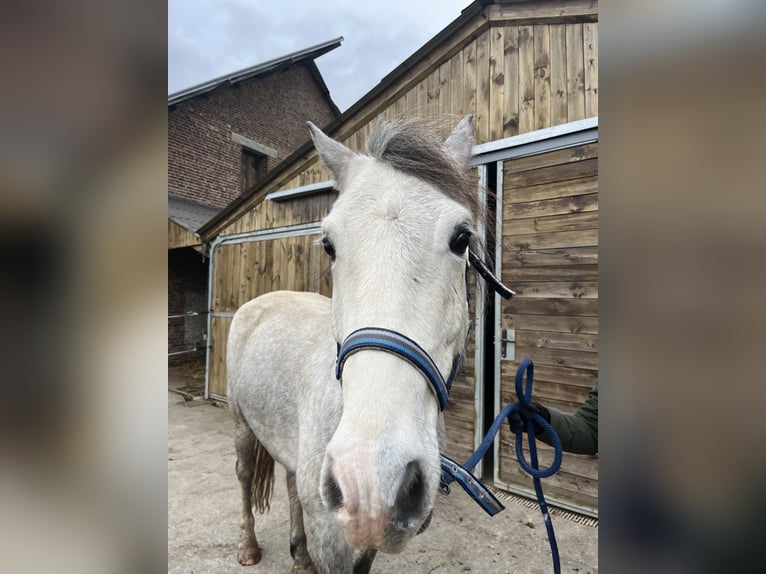 Welsh D (Cob) Gelding 5 years 15,1 hh Gray in OBIES