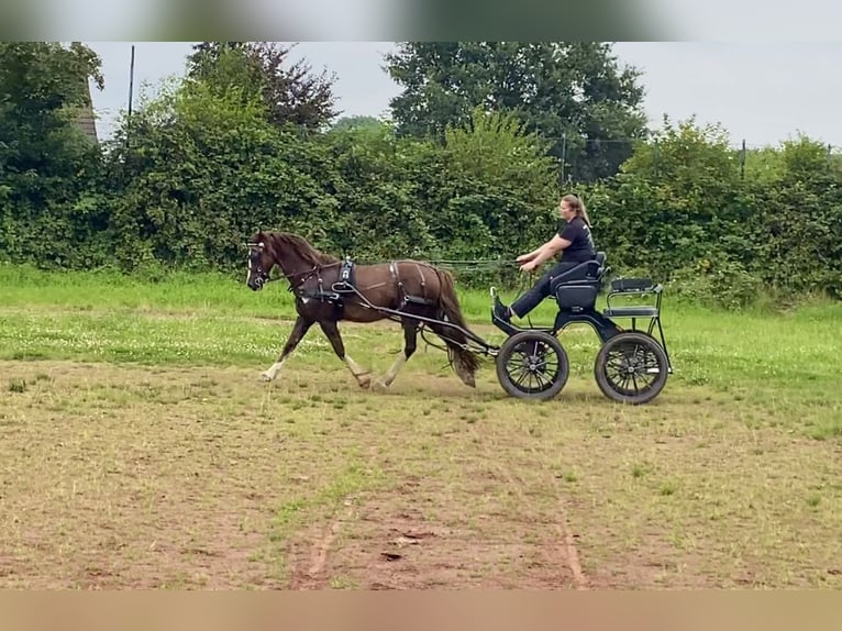 Welsh D (Cob) Mix Gelding 6 years 14,1 hh Chestnut in Wuppertal