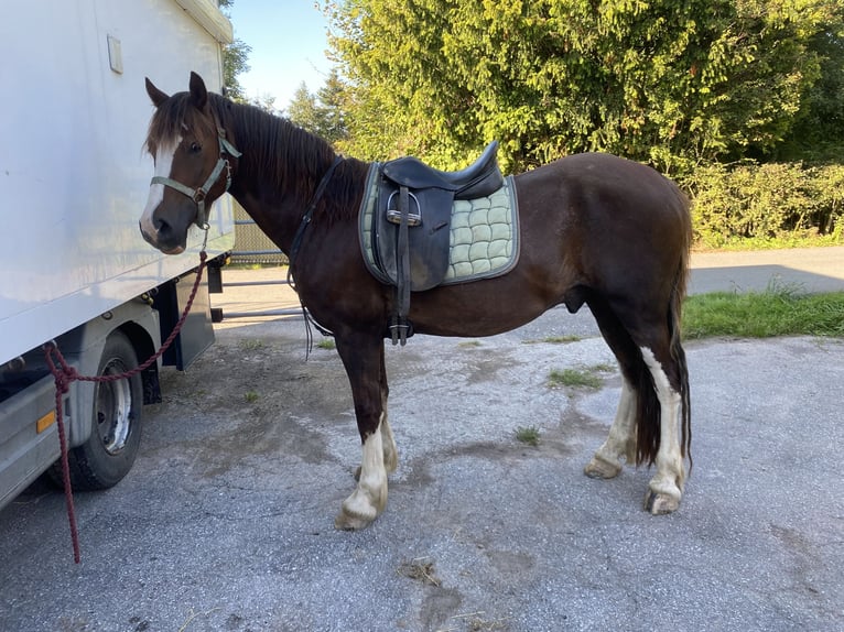 Welsh D (Cob) Mix Gelding 6 years 14,1 hh Chestnut in Wuppertal