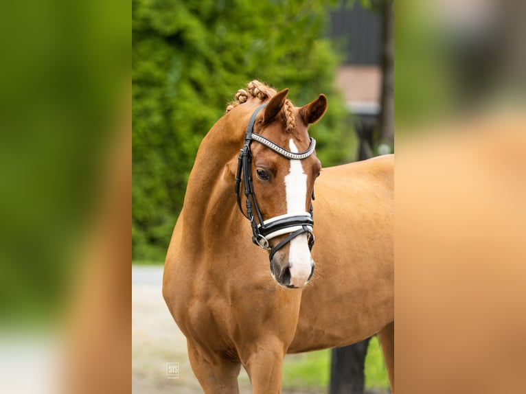 Welsh D (Cob) Gelding 6 years 14,1 hh Chestnut-Red in Biddinghuizen