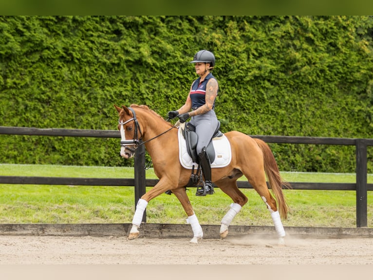 Welsh D (Cob) Gelding 6 years 14,1 hh Chestnut-Red in Biddinghuizen