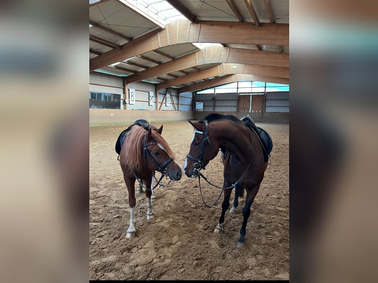 Welsh D (Cob) Gelding 6 years 14,1 hh Chestnut-Red in Neumünster