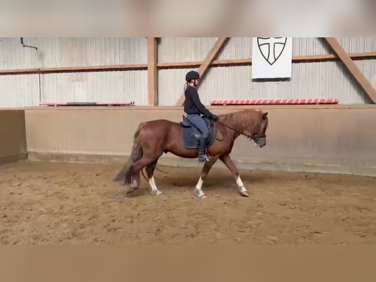 Welsh D (Cob) Gelding 6 years 14,1 hh Chestnut-Red in Neumünster