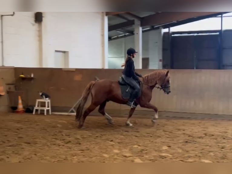 Welsh D (Cob) Gelding 6 years 14,1 hh Chestnut-Red in Neumünster