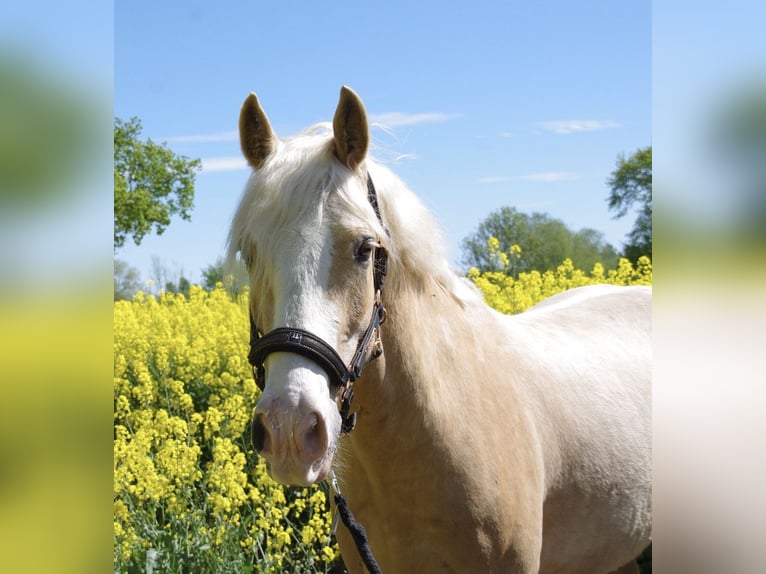 Welsh D (Cob) Gelding 7 years 14,2 hh Palomino in Lübeck