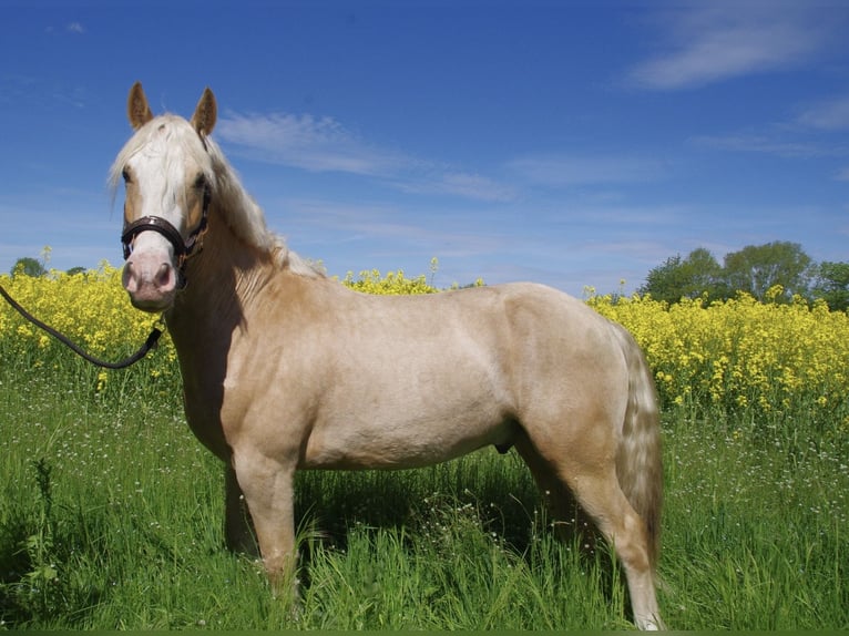 Welsh D (Cob) Gelding 7 years 14,2 hh Palomino in Lübeck