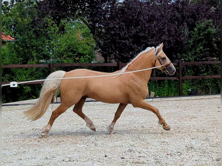 Welsh D (Cob) Gelding 8 years 14,2 hh Palomino in Stahnsdorf