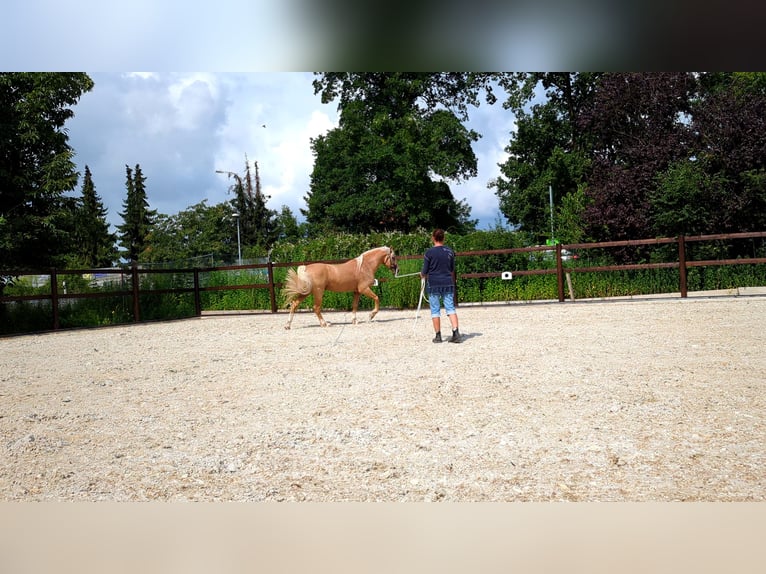 Welsh D (Cob) Gelding 8 years 14,2 hh Palomino in Stahnsdorf