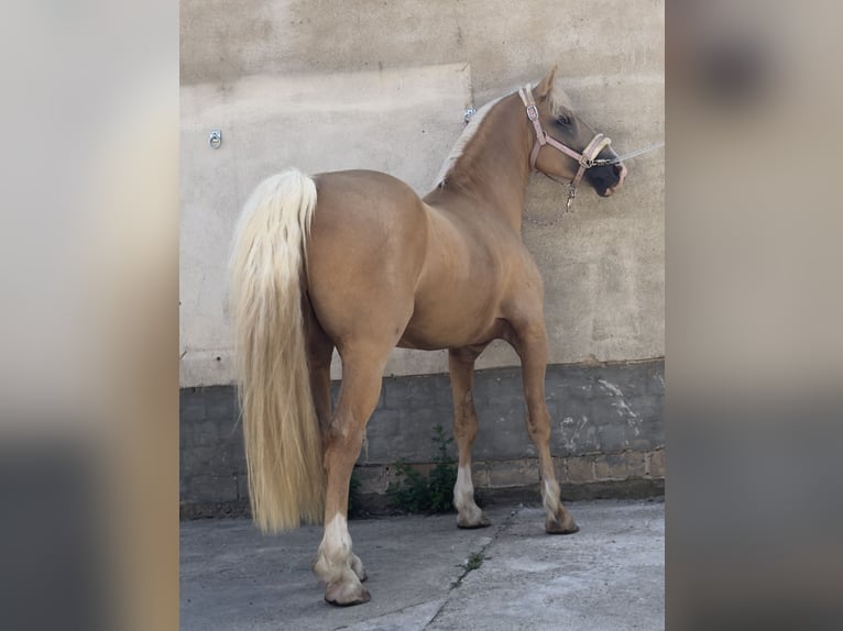 Welsh D (Cob) Gelding 8 years 14,2 hh Palomino in Stahnsdorf