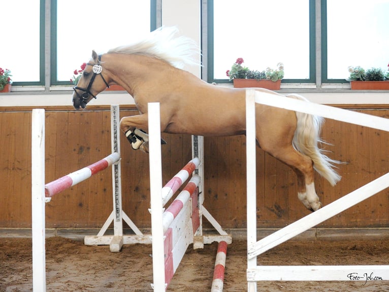 Welsh D (Cob) Gelding 8 years 14,2 hh Palomino in Stahnsdorf