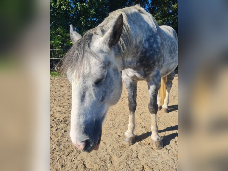 Welsh D (Cob) Mix Gelding 8 years 15,1 hh in Sauerlach