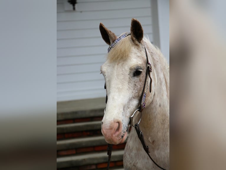 Welsh D (Cob) Gelding 9 years 13,2 hh Sorrel in Highland MI