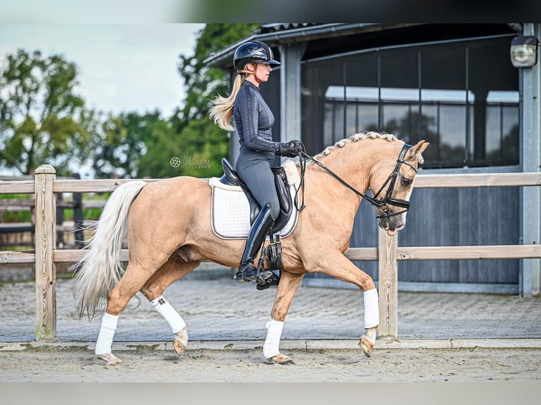 Welsh D (Cob) Gelding 9 years 14,1 hh Palomino in Hilvarenbeek