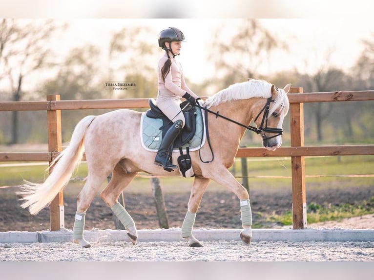 Welsh D (Cob) Gelding 9 years 14,1 hh Palomino in Hilvarenbeek