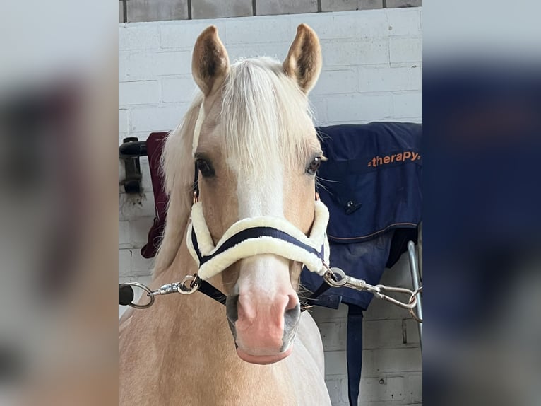 Welsh D (Cob) Gelding 9 years 14,1 hh Palomino in Hilvarenbeek