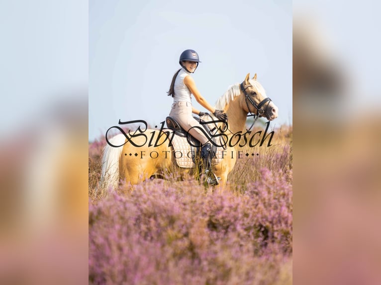 Welsh D (Cob) Gelding 9 years 14,1 hh Palomino in Hilvarenbeek