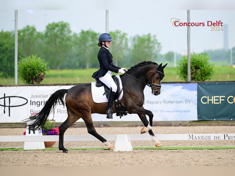 Welsh D (Cob) Gelding 9 years 14,2 hh Bay-Dark in Delft