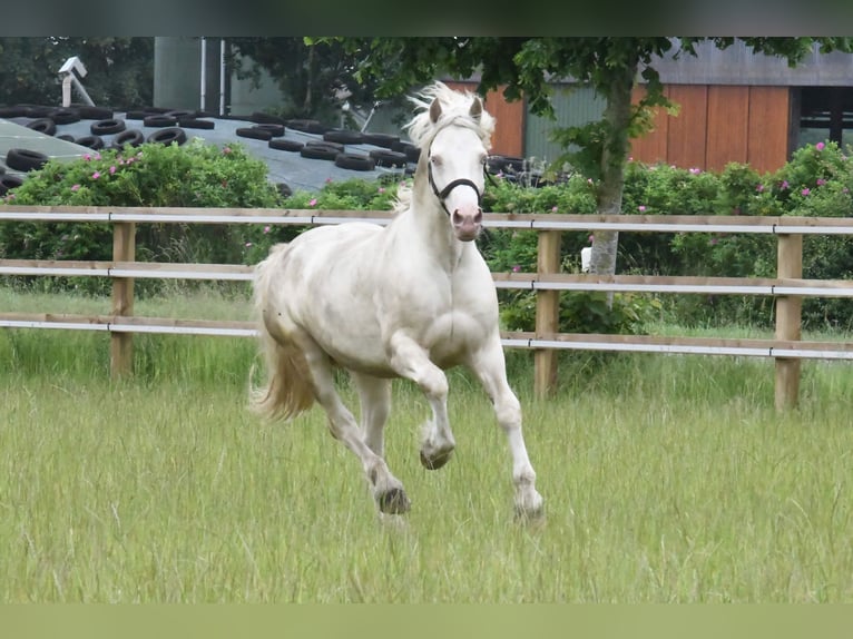 Welsh D (Cob) Hingst 13 år 154 cm Cremello in Großenrade