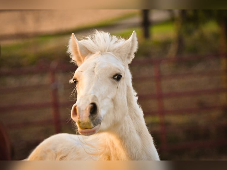 Welsh D (Cob) Hingst 1 år Palomino in Langenselbold