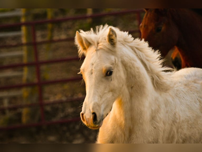 Welsh D (Cob) Hingst 1 år Palomino in Langenselbold