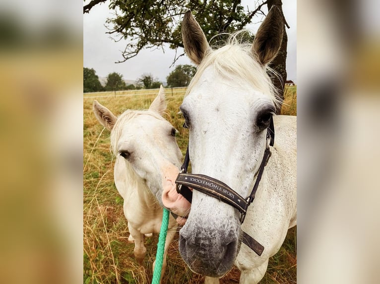 Welsh D (Cob) Hingst 1 år Palomino in Langenselbold