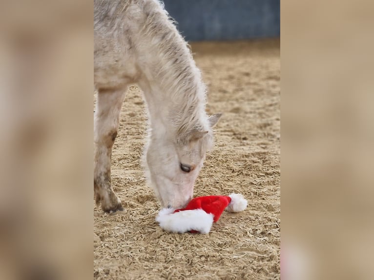 Welsh D (Cob) Hingst 1 år Palomino in Langenselbold