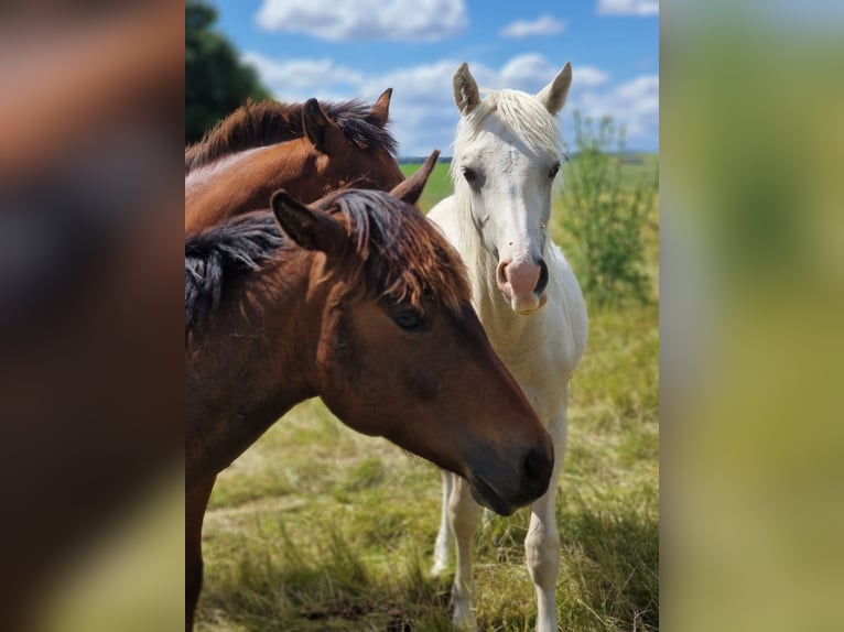 Welsh D (Cob) Hingst 1 år Palomino in Langenselbold