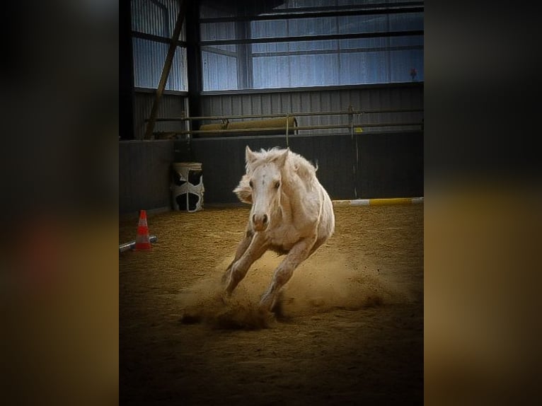 Welsh D (Cob) Hingst 1 år Palomino in Langenselbold