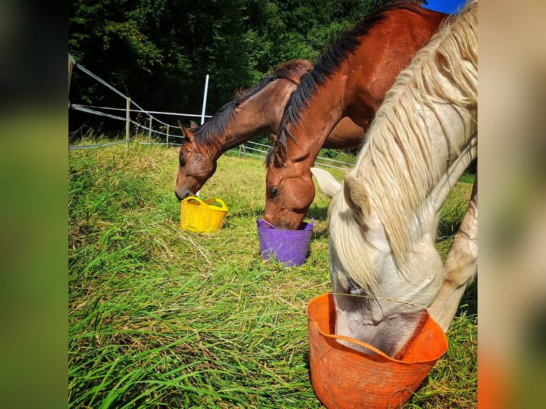 Welsh D (Cob) Hingst 1 år Palomino in Langenselbold