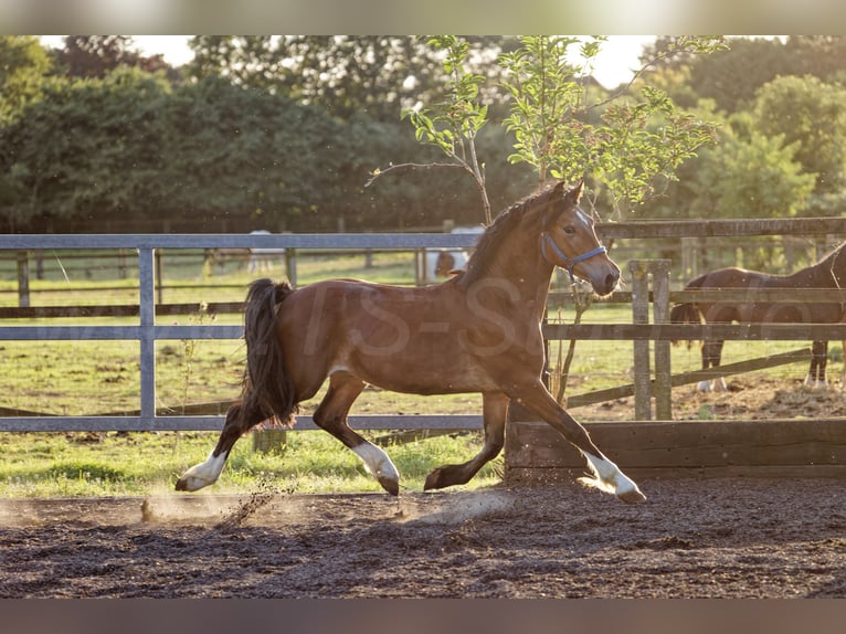 Welsh D (Cob) Hingst 2 år 150 cm Brun in Meerbusch