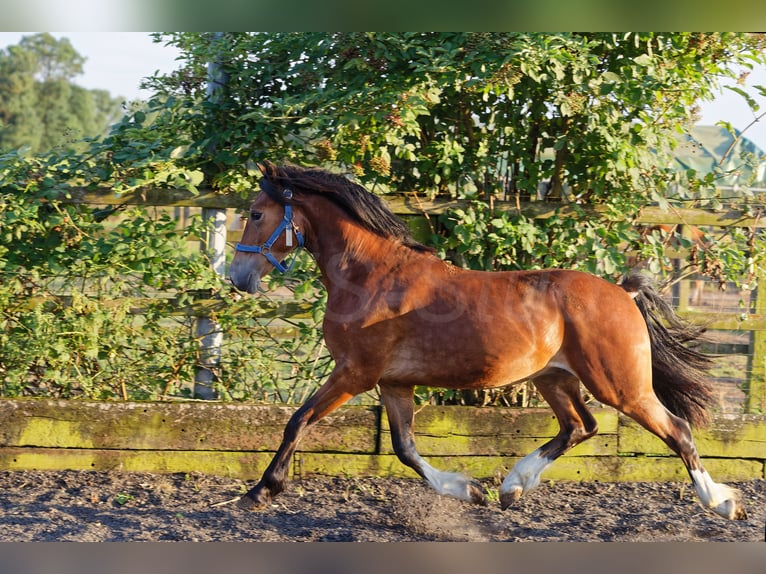 Welsh D (Cob) Hingst 2 år 150 cm Brun in Meerbusch