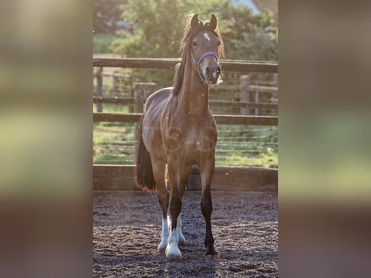 Welsh D (Cob) Hingst 2 år 150 cm Brun in Meerbusch