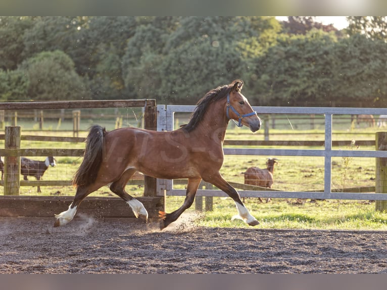 Welsh D (Cob) Hingst 2 år 150 cm Brun in Meerbusch