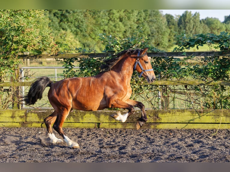 Welsh D (Cob) Hingst 2 år 150 cm Brun in Meerbusch